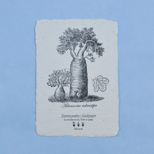 Adansonia Rubrostipa postcard seedcard