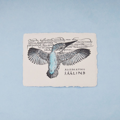 Kingfisher illustration postcard