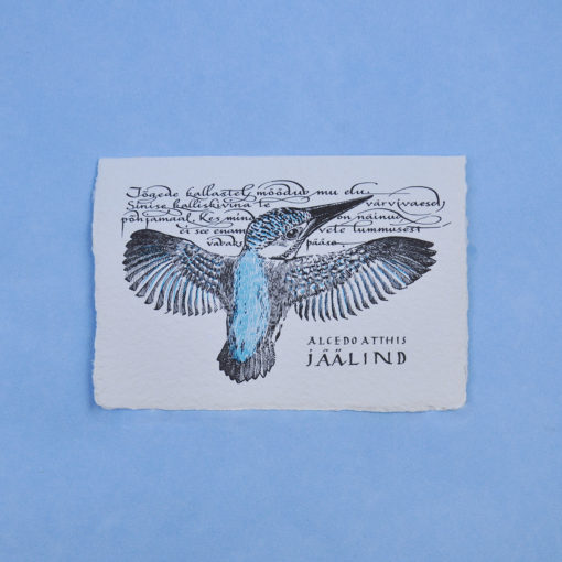 Kingfisher Postcard Greeting Card